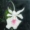 White orchid painting, acryl painted white bloom with pink lines and grean leaf and spots. Modern art.