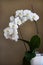 White orchid phalaenopsis branch with flowers plant with leaves in pots