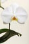 White orchid - phalaenopsis flower closeup