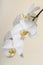 white orchid - phalaenopsis flower closeup