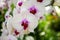 White orchid phalaenopsis flowers on branch with natural background.