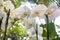 white orchid phalaenopsis in the greenhouse close-up