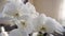 White orchid plant blooming at home. Flowers decorating interior
