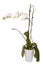 White orchid plant cut out