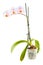 White Orchid. Room flower in transparent flowerpot