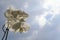 White Orchid Spray - background of blue sky & clouds