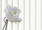 White Orchid Spray - isolated against white striped background