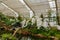 White orchid in tropical garden in glasshouse