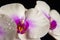 White orchid, water drops on petals, orchid on black background