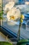 white orchid on the window sill by the window