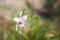 White orchid in the yard