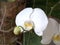 White Orchidaceae Phalaenopsis amabilis in the garden