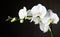 White orchids against dark background