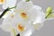 White Orchids. Beautiful white orchid flowers close-up.