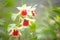 White orchids. Dendrobrium cruentum