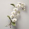 White Orchids On Gray: A Minimalist 8k Resolution Masterpiece