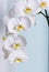 White orchids over lite blue wall