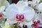 White Orchids Phalaenopsis