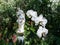 White Orchids and Statue in Garden Setting