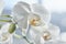 White orchids on sun light, the green bud, a new flower, a butterfly, macro, Phalaenopsis, Doritis, Grafia, Kingidium, Kingiella,