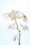 White orchids on sun light, the green bud, a new flower, a butterfly, macro, Phalaenopsis, Doritis, Grafia, Kingidium, Kingiella,