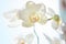 White orchids on sun light, the green bud, a new flower, a butterfly, macro, Phalaenopsis, Doritis, Grafia, Kingidium, Kingiella,