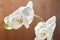 White orchids on sun light, the green bud, a new flower, a butterfly, macro, Phalaenopsis, Doritis, Grafia, Kingidium, Kingiella,