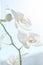 White orchids on sun light, the green bud, a new flower, a butterfly, macro, Phalaenopsis, Doritis, Grafia, Kingidium, Kingiella,