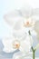 White orchids on sun light, the green bud, a new flower, a butterfly, macro, Phalaenopsis, Doritis, Grafia, Kingidium, Kingiella,