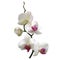 White orchids. Tropical flowers. Petals. Floral background. Phalaenopsis.