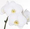 White Orchids On White Background