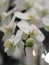 White orcid beautiful flower