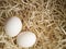 White organic eggs home sawdust fresh chicken group background focus