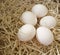 White organic eggs in sawdust fresh chicken group