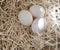 White organic eggs sawdust fresh chicken group background focus