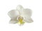 White orhid flower