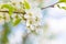 White oriental cherry in spring over clear sky