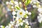 White oriental cherry in spring over clear sky