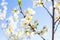 White oriental cherry in spring over clear sky