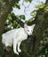 White Oriental Domestic Cat standing in Tree