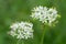 White oriental garlic flowers