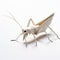 White Origami Grasshopper: Larme Kei Style Character Design