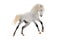 White orlov horse