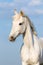 White Orlov trotter horse on the sky background