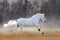 White orlov trotter runs free in cold autumn foggy meadow