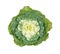 White ornamental cabbage