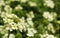 White ornamental flowers