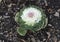 White ornamental Kale in a dirt garden.