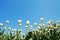 White ornamental tulips on flower field