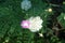White Ornithogalum arabicum and pink Centaurea dealbata bloom in the garden in June. Berlin, Germany